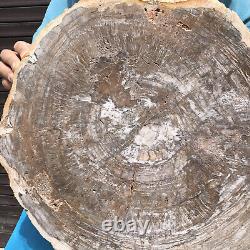 29.17LB Tranche de bois pétrifié naturel, véritable pièce authentique d'histoire fossile 42