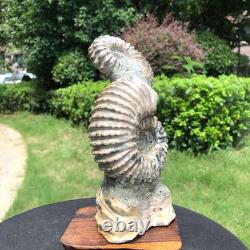 2 Pièces 6.18LB Fossile Ammonite Conque Cristal Naturel Beauté Échantillon 1536