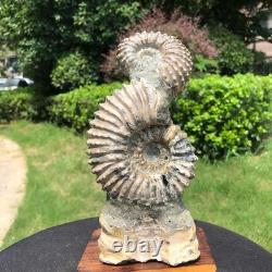 2 Pièces 6.18LB Fossile Ammonite Conque Cristal Naturel Beauté Échantillon 1536