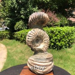 2 Pièces 6.18LB Fossile Ammonite Conque Cristal Naturel Beauté Échantillon 1536