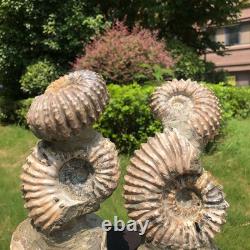 2 Pièces 6.18LB Fossile Ammonite Conque Cristal Naturel Beauté Échantillon 1536