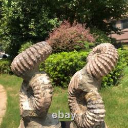 2 Pièces 6.18LB Fossile Ammonite Conque Cristal Naturel Beauté Échantillon 1536