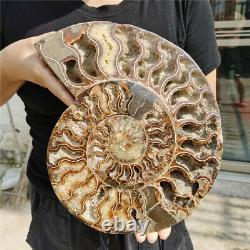 4.5 Lb Un Morceau D'ammonite Naturelle En Tranche Fossile Guérissant Madagascar