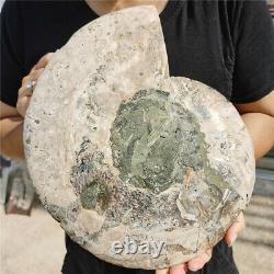 4.5 Lb Un Morceau D'ammonite Naturelle En Tranche Fossile Guérissant Madagascar
