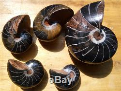 5 Morceaux De Spécimen D'ammonite Fossile De Nautilus En Voie De Guérison