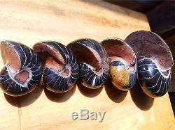 5 Morceaux De Spécimen D'ammonite Fossile De Nautilus En Voie De Guérison