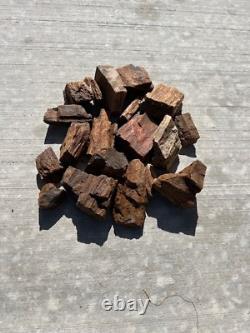 Beaux morceaux de bois pétrifié de différentes tailles et poids