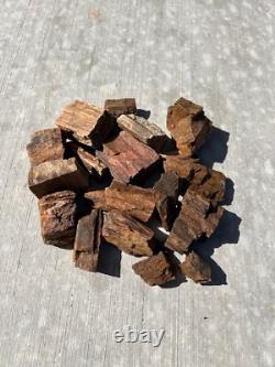 Beaux morceaux de bois pétrifié de différentes tailles et poids