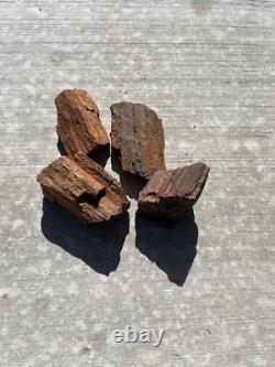 Beaux morceaux de bois pétrifié de différentes tailles et poids