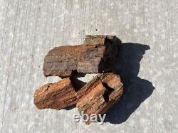 Beaux morceaux de bois pétrifié de différentes tailles et poids
