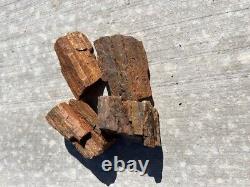 Beaux morceaux de bois pétrifié de différentes tailles et poids