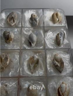 Collection Ancienne Premium de Coquilles en Quartz Spirale Fossilisées en 12 Pièces