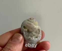 Coquillages en quartz spiralite fossilisés - 12 pièces