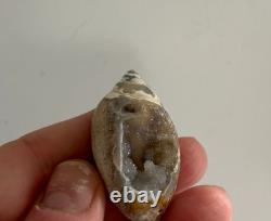 Coquillages en quartz spiralite fossilisés - 12 pièces