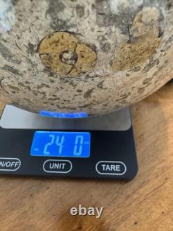 Coquille fossile de sphère fossile 8 pouces 24 livres