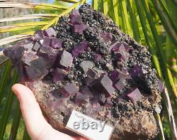 Cristal de fluorite, galène, sphalérite de Tennessee - Géants cristaux pourpres immenses