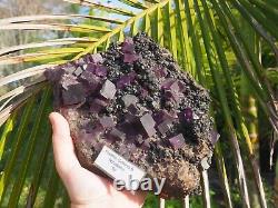 Cristal de fluorite, galène, sphalérite de Tennessee - Géants cristaux pourpres immenses