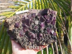 Cristal de fluorite, galène, sphalérite de Tennessee - Géants cristaux pourpres immenses