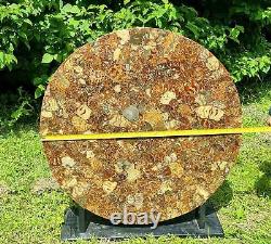 Grande Table Fossile D'ammonite / Pièce D'affichage