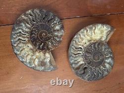 Grande collection de cristaux, pierres polies et fossiles, plus de 40 pièces