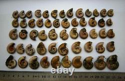Irisé Goethite Remplacée Ammonite De Saratov, En Russie, Beaucoup De 56 Pièces