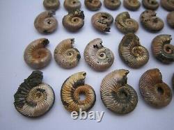 Irisé Goethite Remplacée Ammonite De Saratov, En Russie, Beaucoup De 56 Pièces