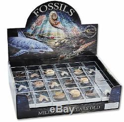Joblot Box 36 Pièce Fossiles De Qualité En Boîte Ammonite Requin Dent Sac De Fête Cadeaux