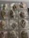 Lot Premium De 12 Coquilles De Spirale Quartz Fossilisées En Grand Format