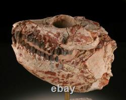 Monté Bien Sur Un Morceau D'ardoise Est Ce Spécimen Oreodont Lepiauchenia Skull