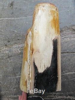 Pétrifié Bois Fossilisé Piece Poli Indonésie 23x10x9 CM 3.779 Kilos